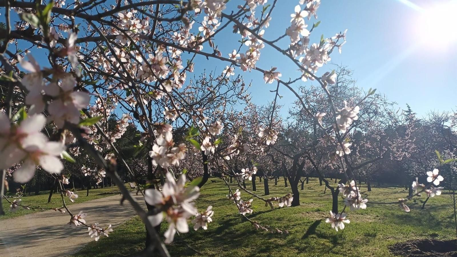 La Quinta de los Molinos de la capital estalla de color con 1.600 almendros en flor