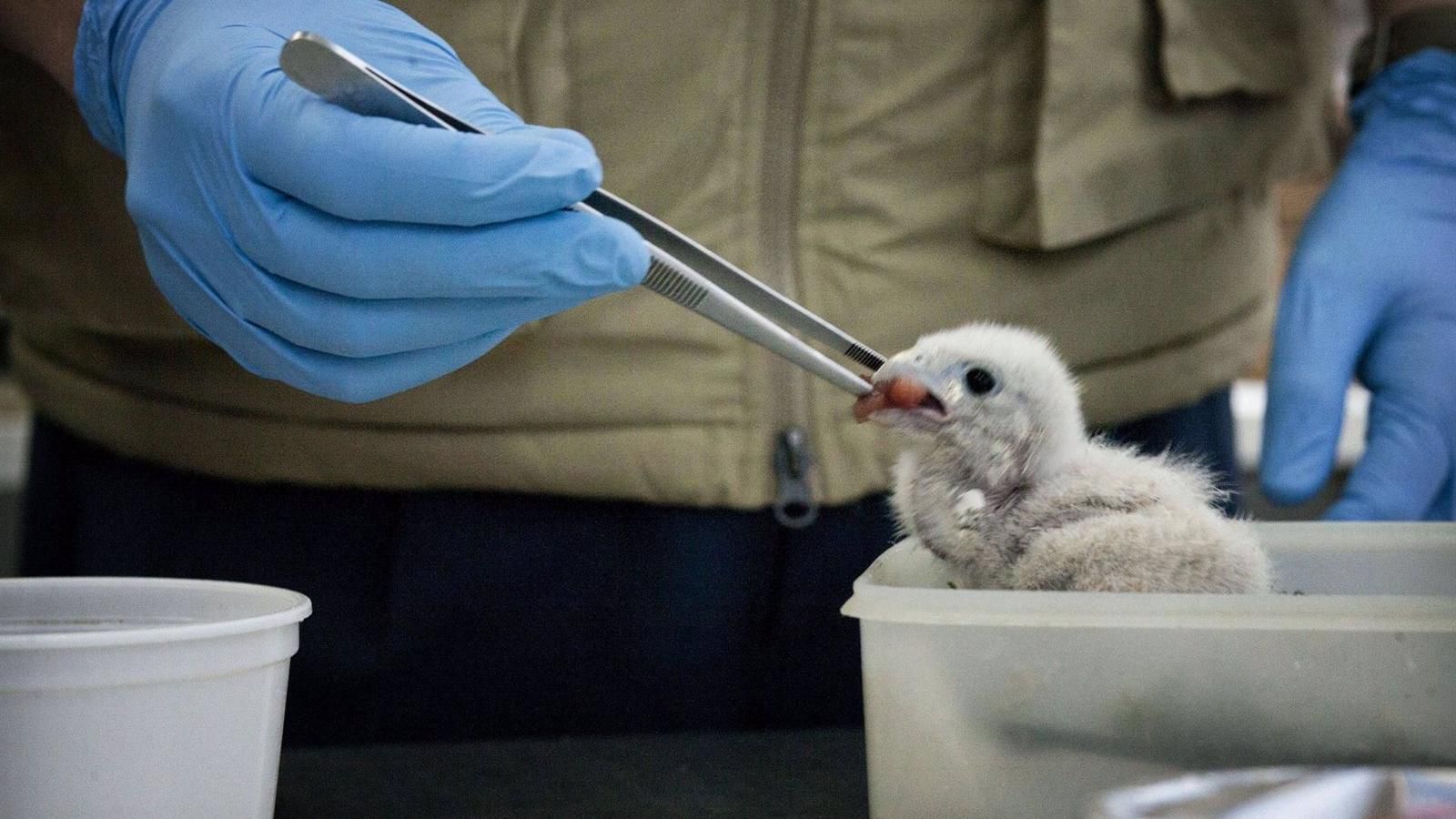 El CRAS de la Comunidad de Madrid atendió 6.700 animales en 2022, un 20% más que un año antes