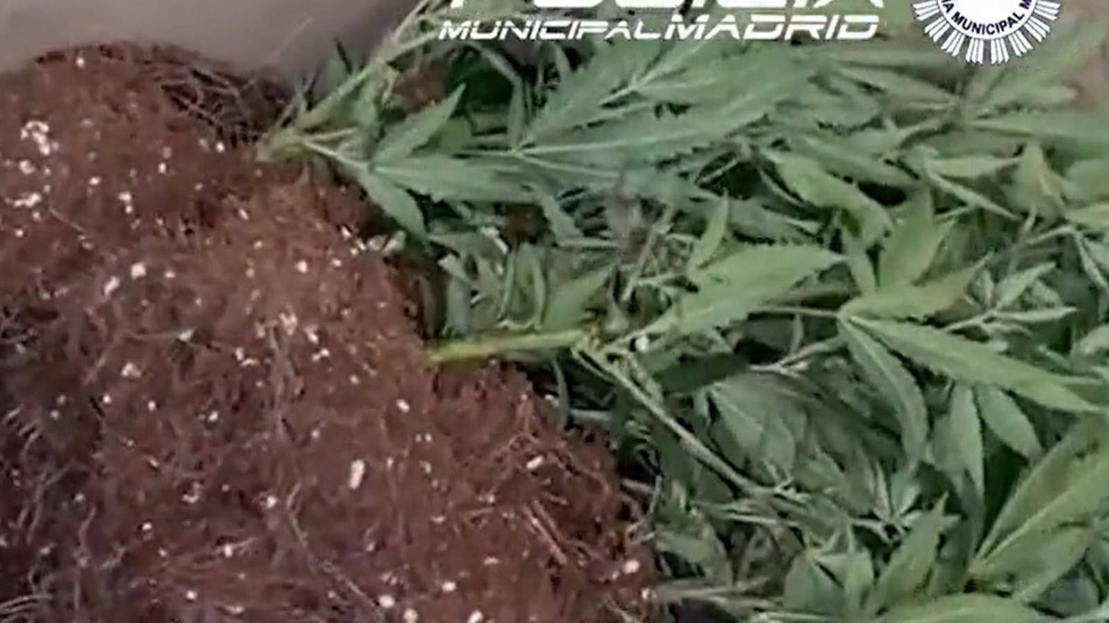 Dos detenidos y un fugado cuando cargaban 109 plantas de marihuana en un coche en Carabanchel