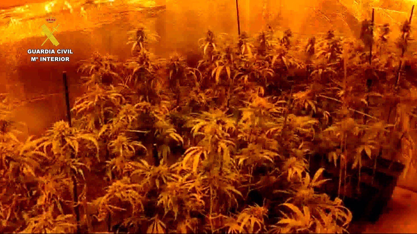 Siete detenidos, 583 plantas de marihuana y 83.700 euros incautados en una operación en Madrid y Toledo