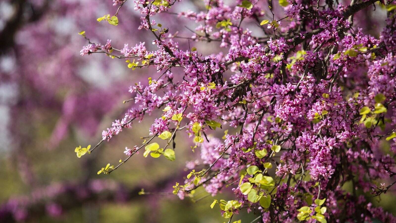 La primavera ha llegado, y también las alergias