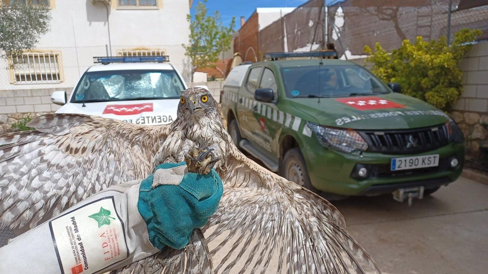 Agentes Forestales rescatan en Belmonte de Tajo a un azor con problemas para volar gracias al aviso de un ciclista
