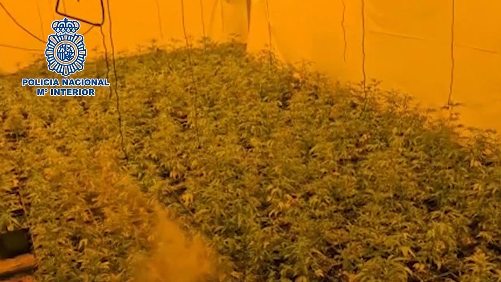 Desmantelada una producción 'indoor' de marihuana en tres casas de lujo del corredor del Henares