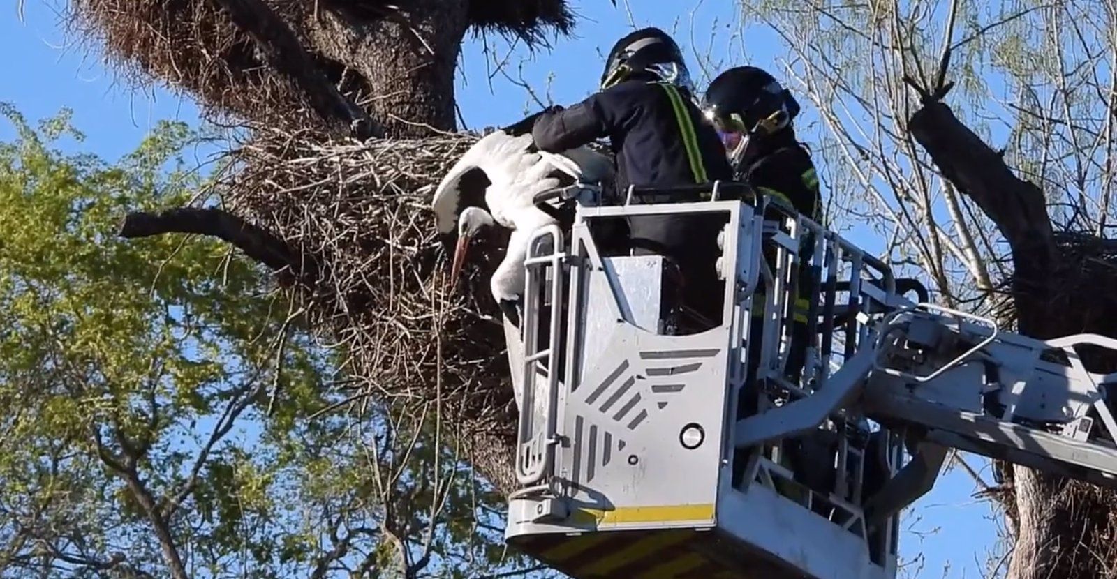  Los bomberos de la capital rescatan a una cigüeña que quedó atrapada en un nido del Zoo de Madrid