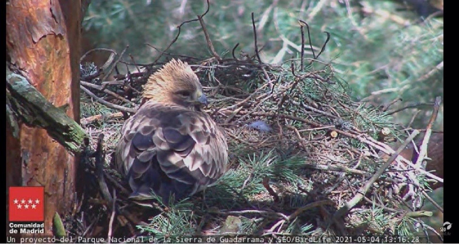 Regresa desde África la pareja de águila calzada para su cita reproductiva en la Sierra de Guadarrama