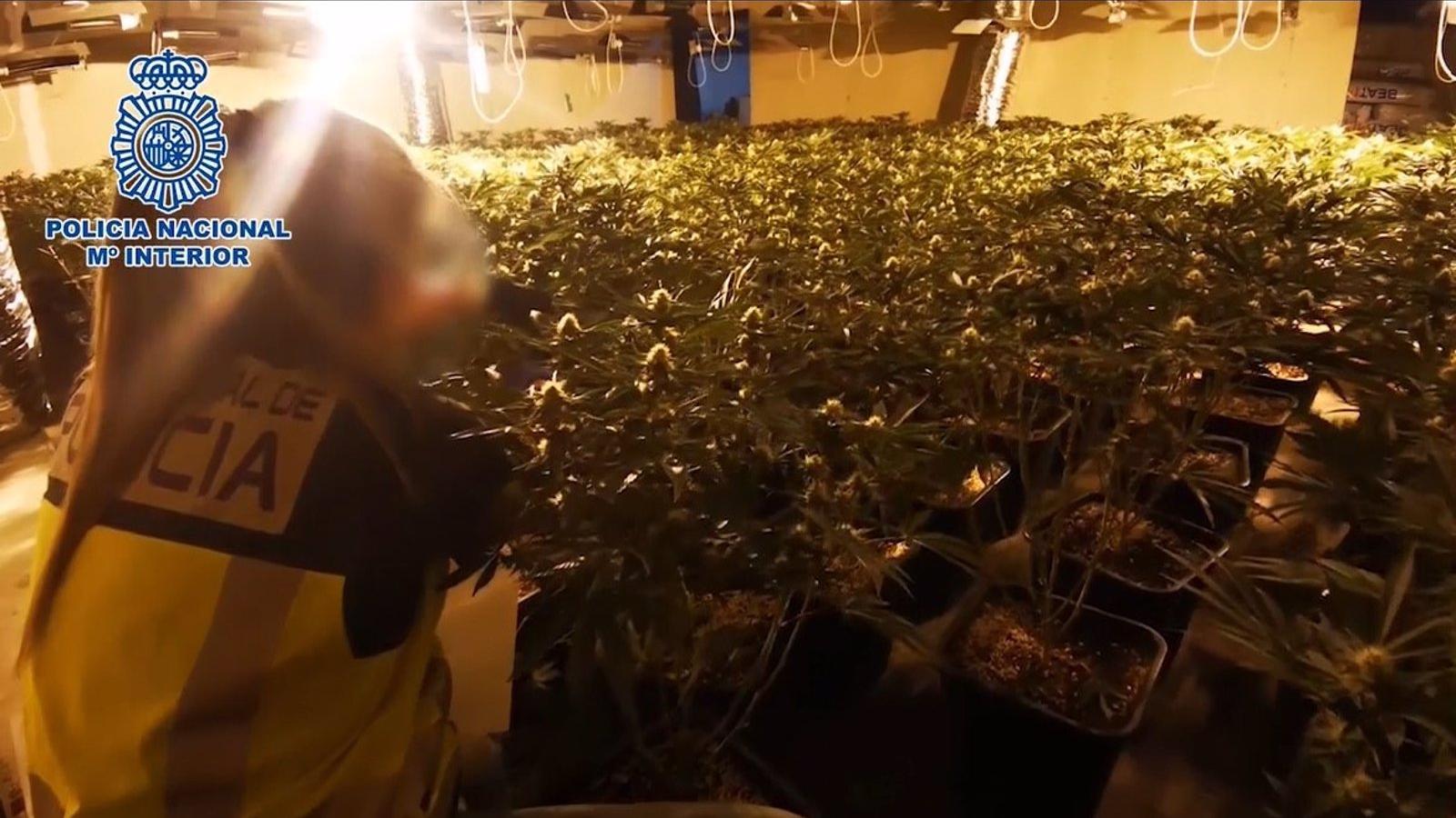 Desmantelan una plantación de marihuana en Fuenlabrada y detienen al responsable tras caer del tejado al huir