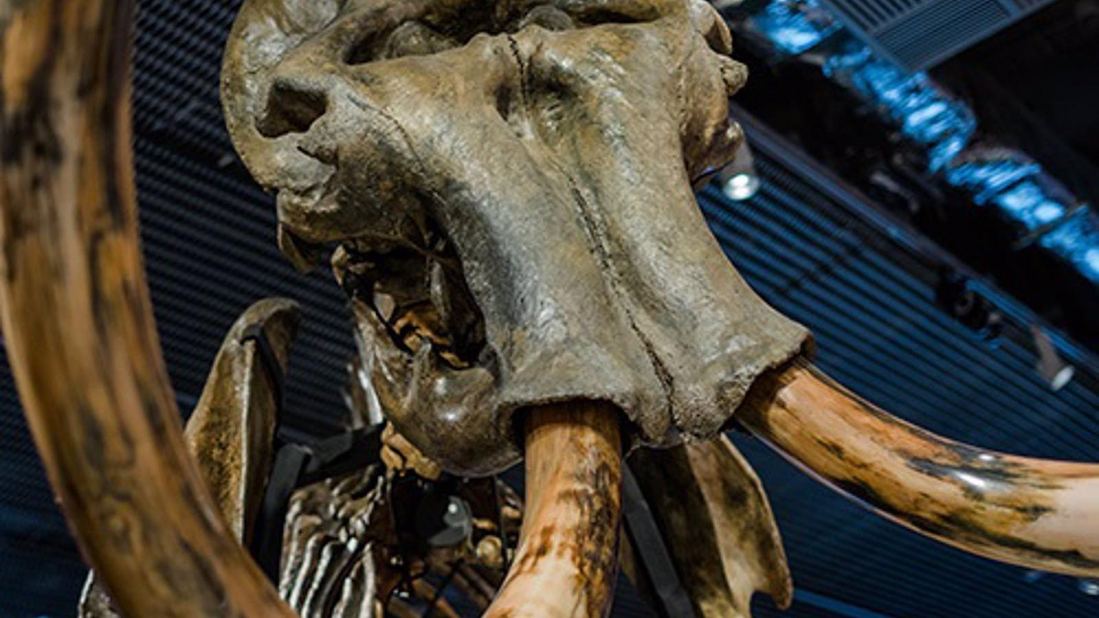 CaixaForum Madrid viaja a la Edad de Hielo a través de la vida e historia de los mamuts en una nueva exposición