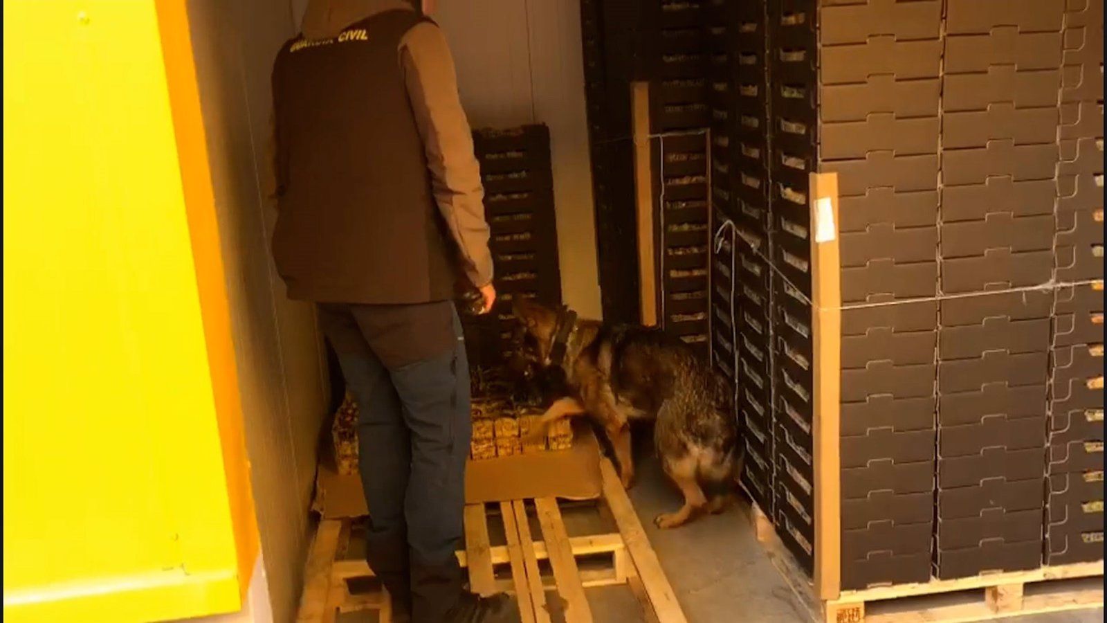 Intervenidos 30 kilos de cocaína ocultos en cajas de fruta de physalis y detenidas siete personas