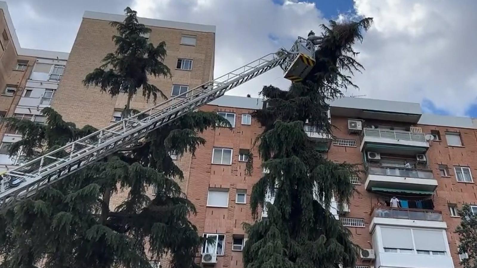 Bomberos retiran tres nidos de cotorra peligrosos en Carabanchel