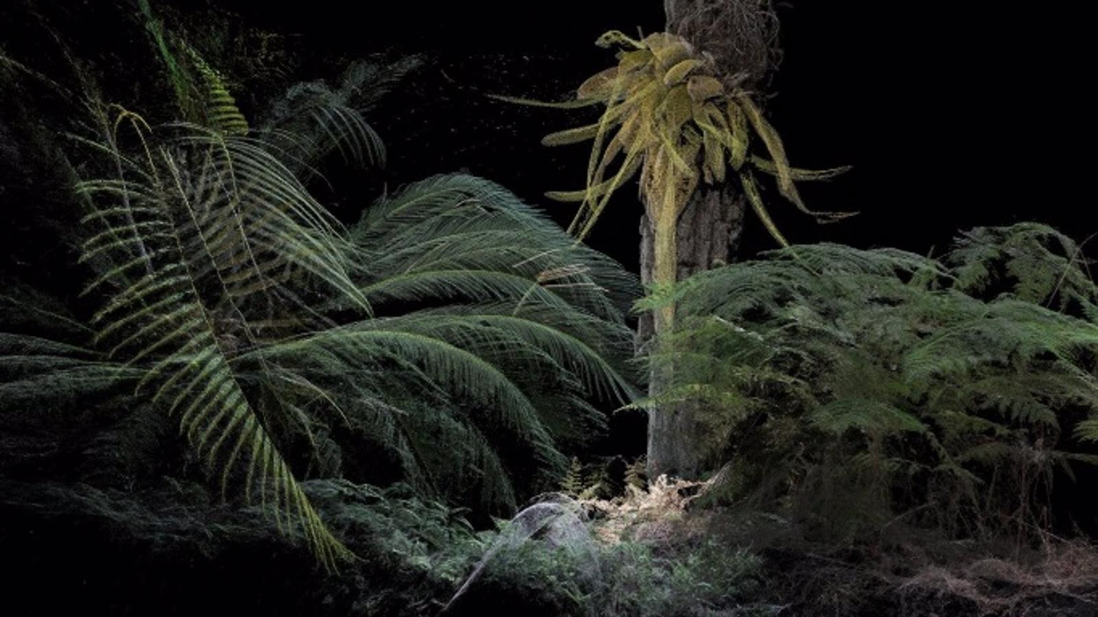 Las exposiciones de Fundación Enaire inauguran un año más el Festival PHotoESPAÑA en el Real Jardín Botánico
