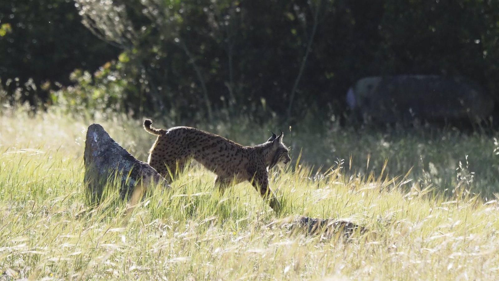 El lince ha vuelto a Madrid a través de un ejemplar salvaje procedente de Toledo