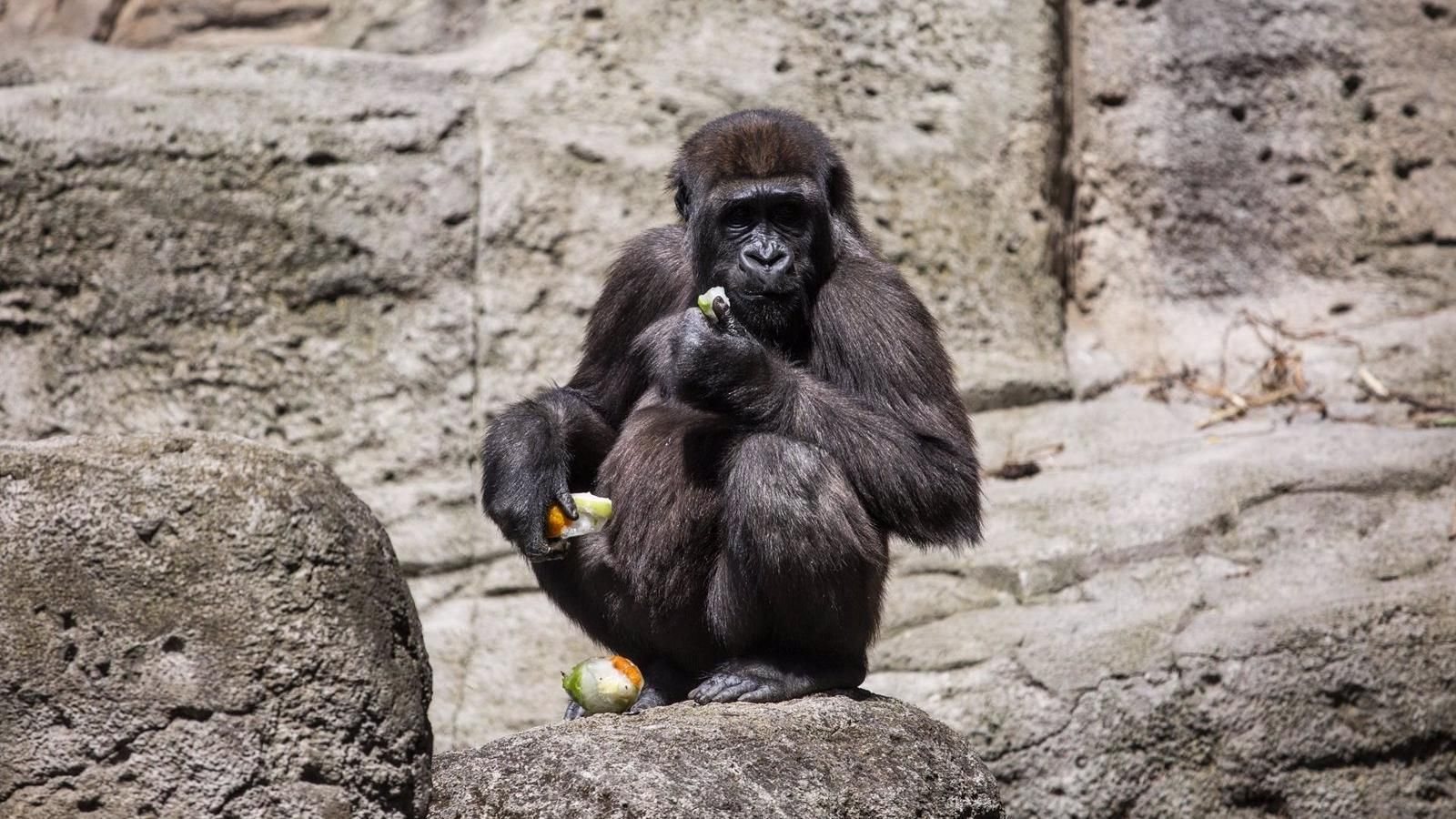El Zoo de Madrid reparte polos y duchas refrescantes a los animales durante la ola de calor