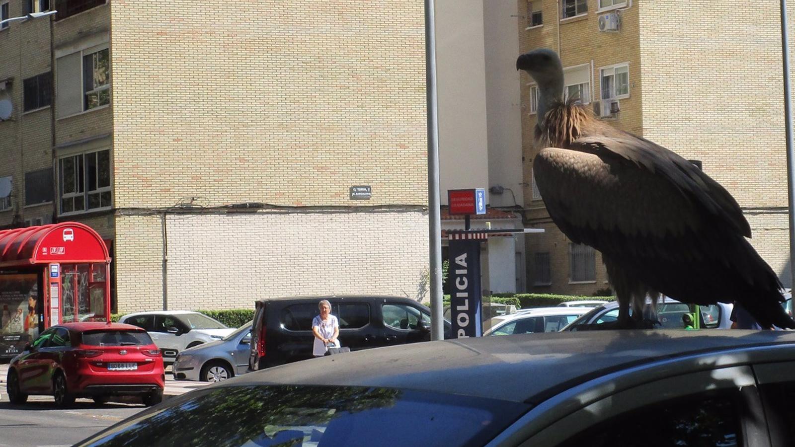 Recogen un buitre que paseaba desorientado por las calles de Torrejón