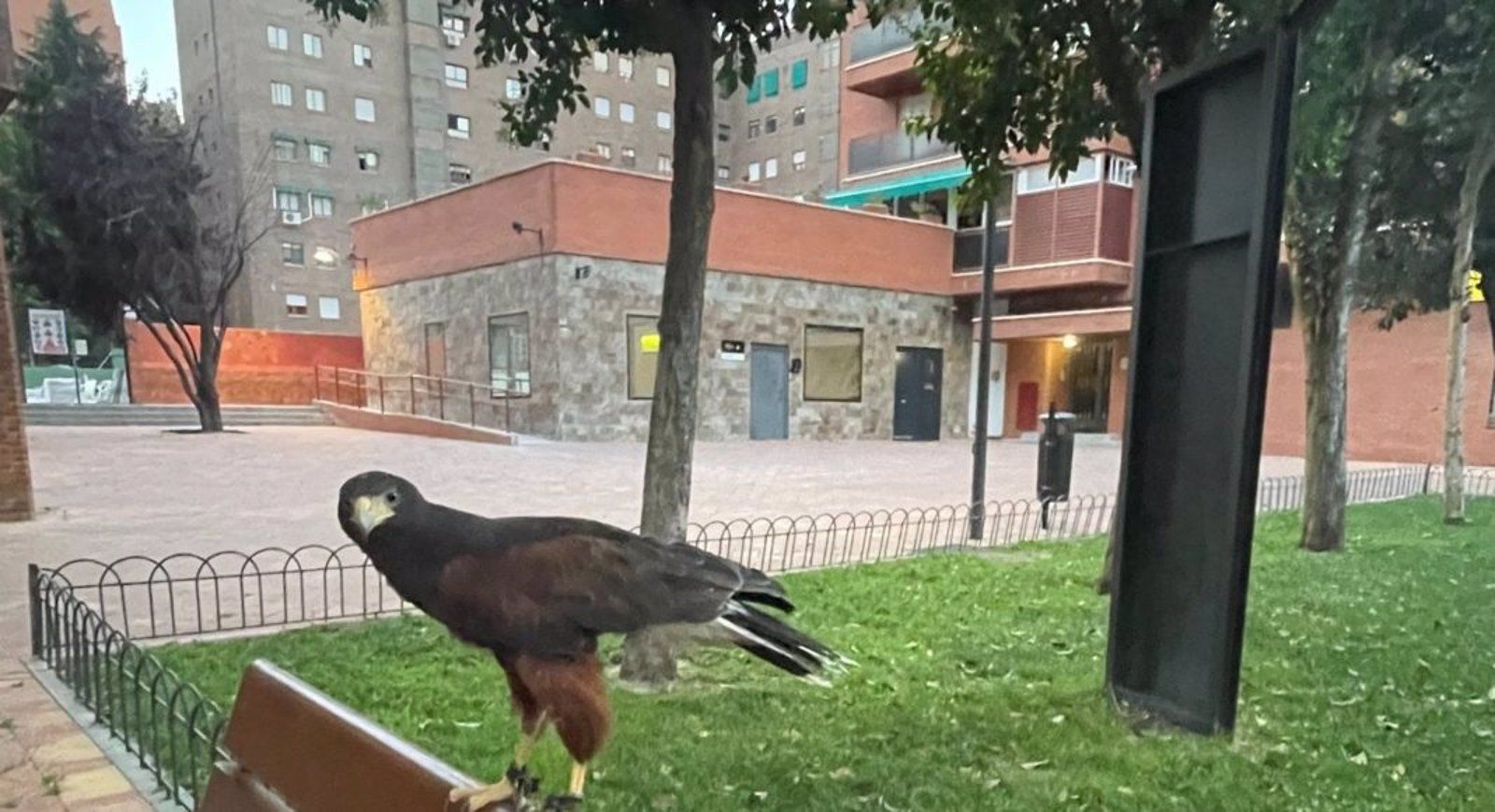 El Ayuntamiento de Tres Cantos hace vuelos de rapaces para dispersar grajillas molestas en Descubridores y Literatos