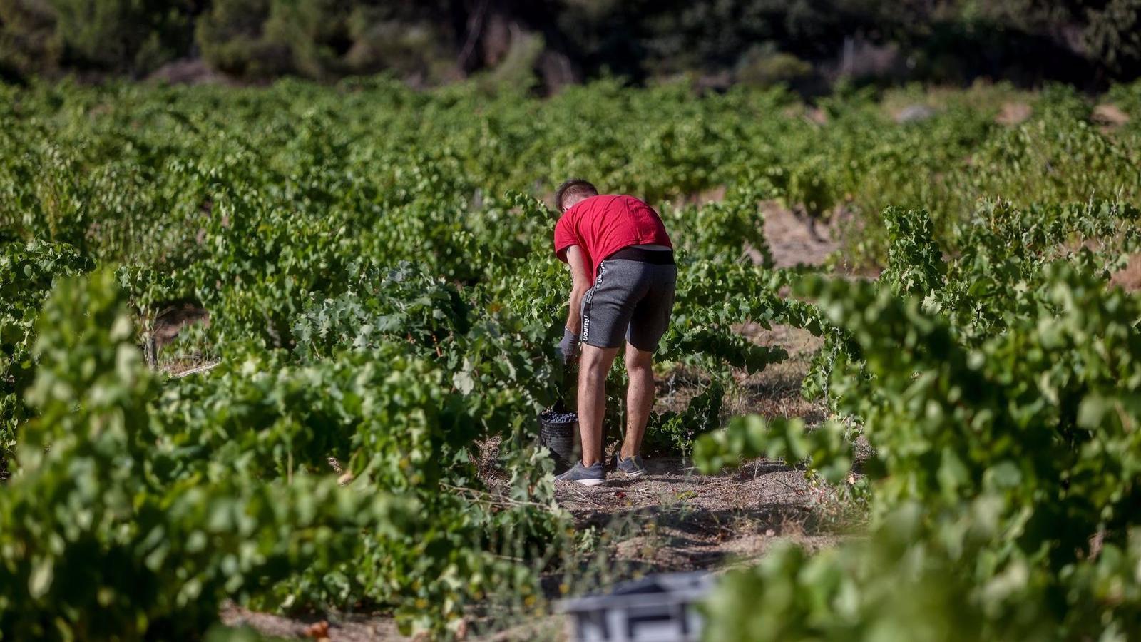 La agricultura generó 4.261 contratos en la Comunidad de Madrid en hasta julio, un 18,7% menos que en 2022