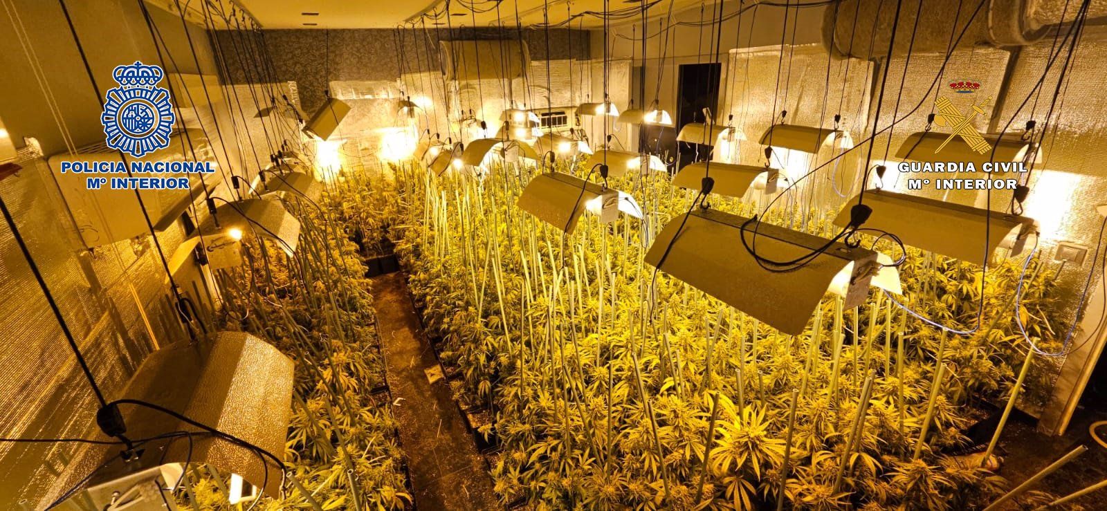 Desmantelada una plantación indoor de marihuana en una vivienda de lujo en Madrid