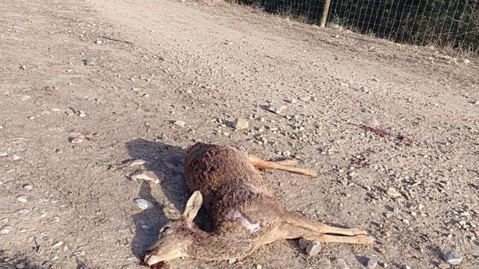 El SEPRONA investiga el hallazgo de tres corzos muertos junto al vallado de una empresa pistachera en Valdetorres