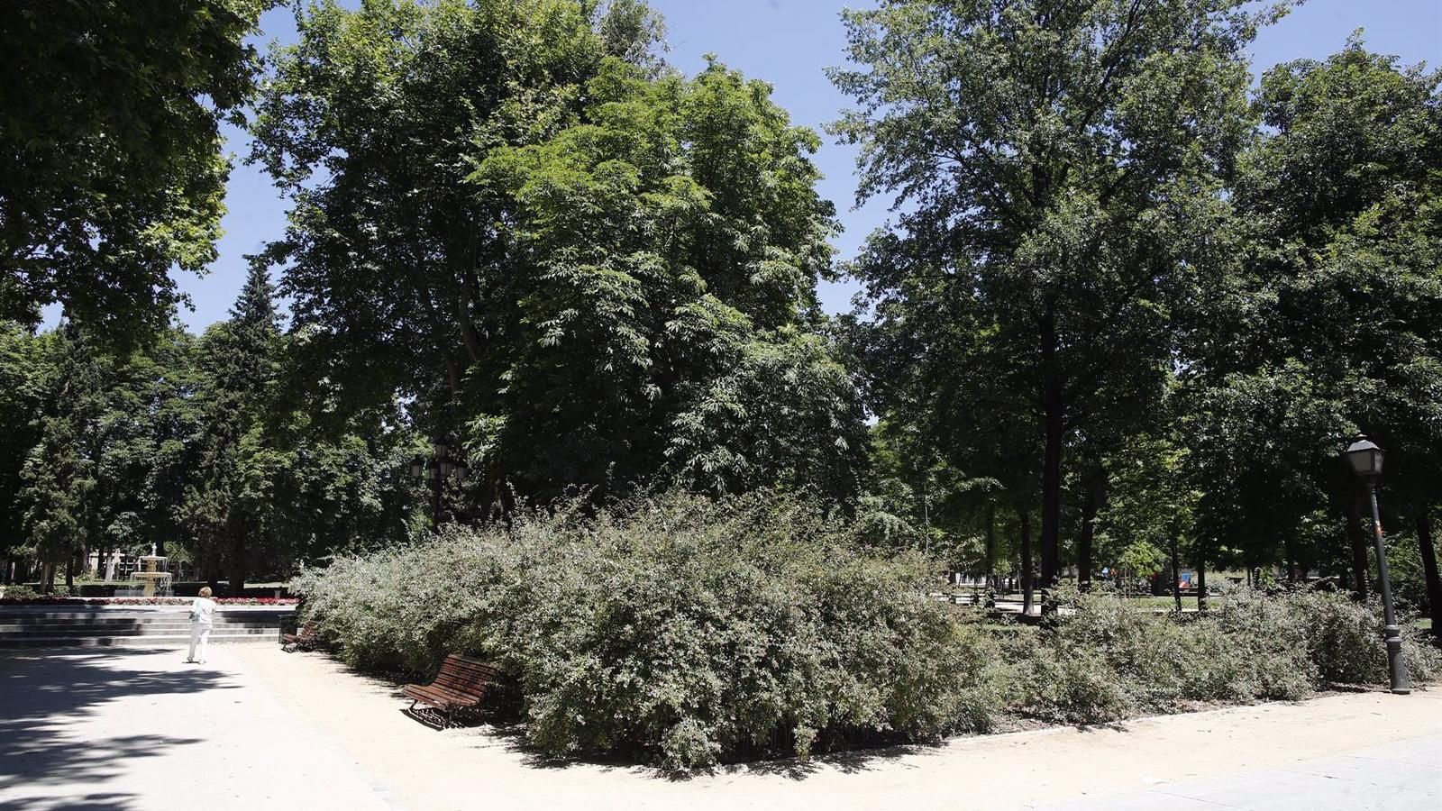 El Ayuntamiento de Madrid compensará la huella de carbono que deje la celebración de Veranos de la Villa con nuevos árboles