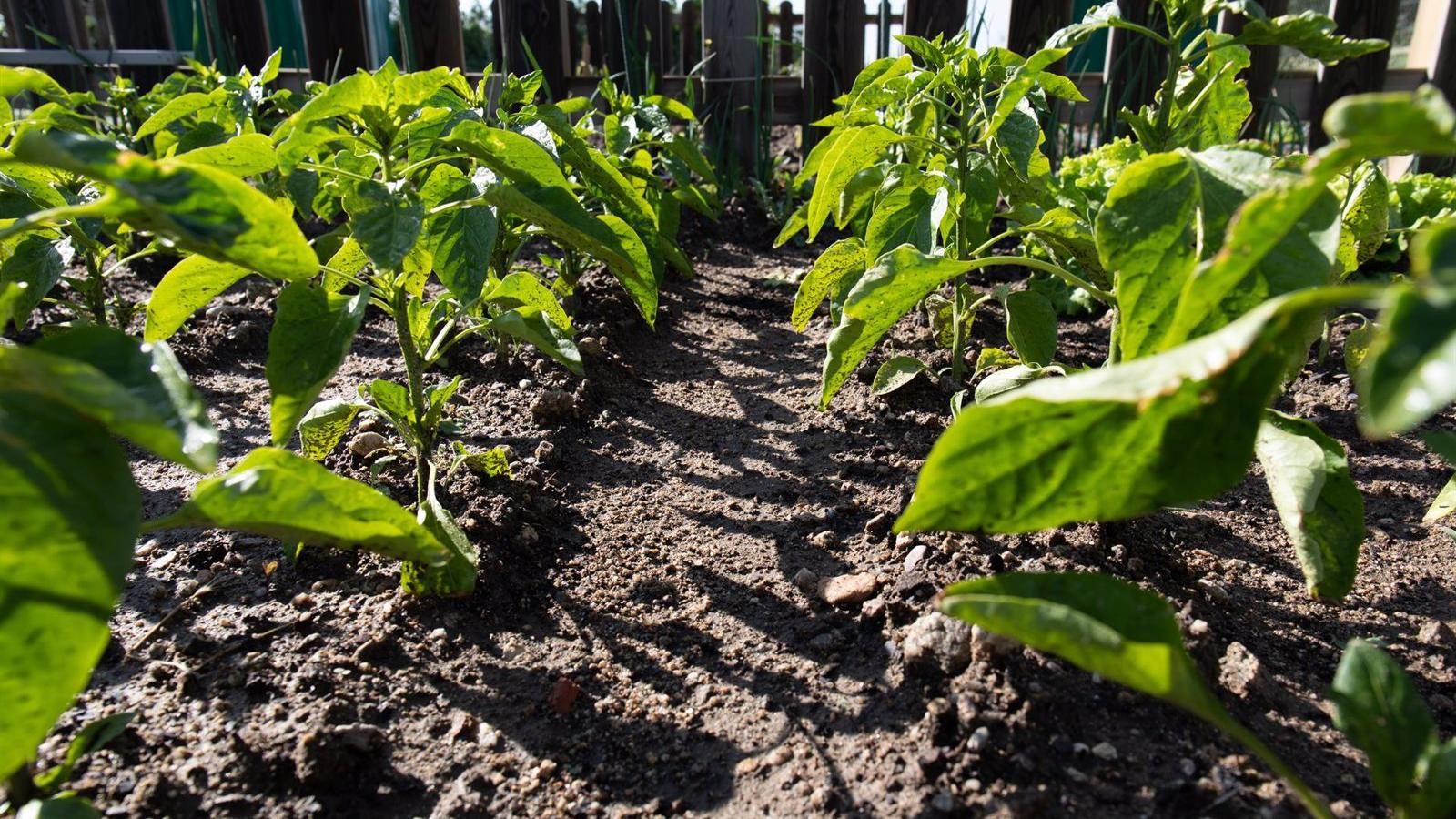 Comunidad y Ayuntamiento trabajan para notificar el cese de actividad a quienes plantaron huertos ilegales en Valdebernardo