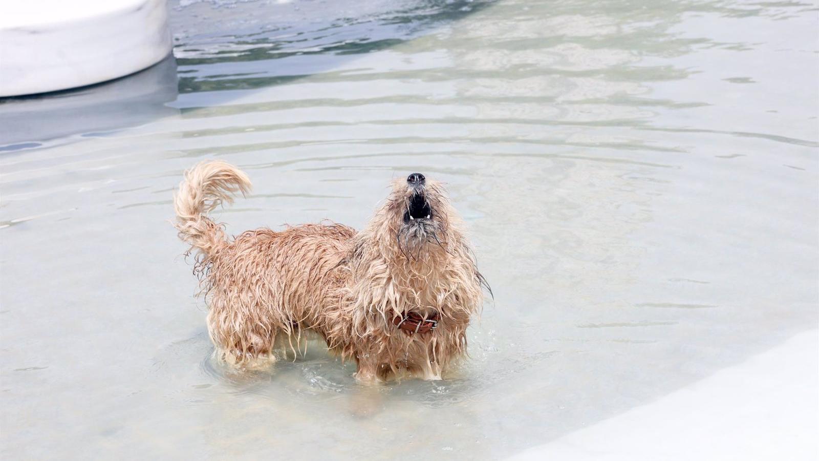 Estos son los lugares de baño 'Pet Friendly' en la Comunidad de Madrid