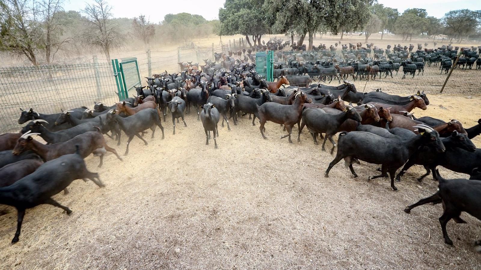 Convocadas las ayudas regionales para Agrupaciones de Defensa Sanitaria Ganadera
