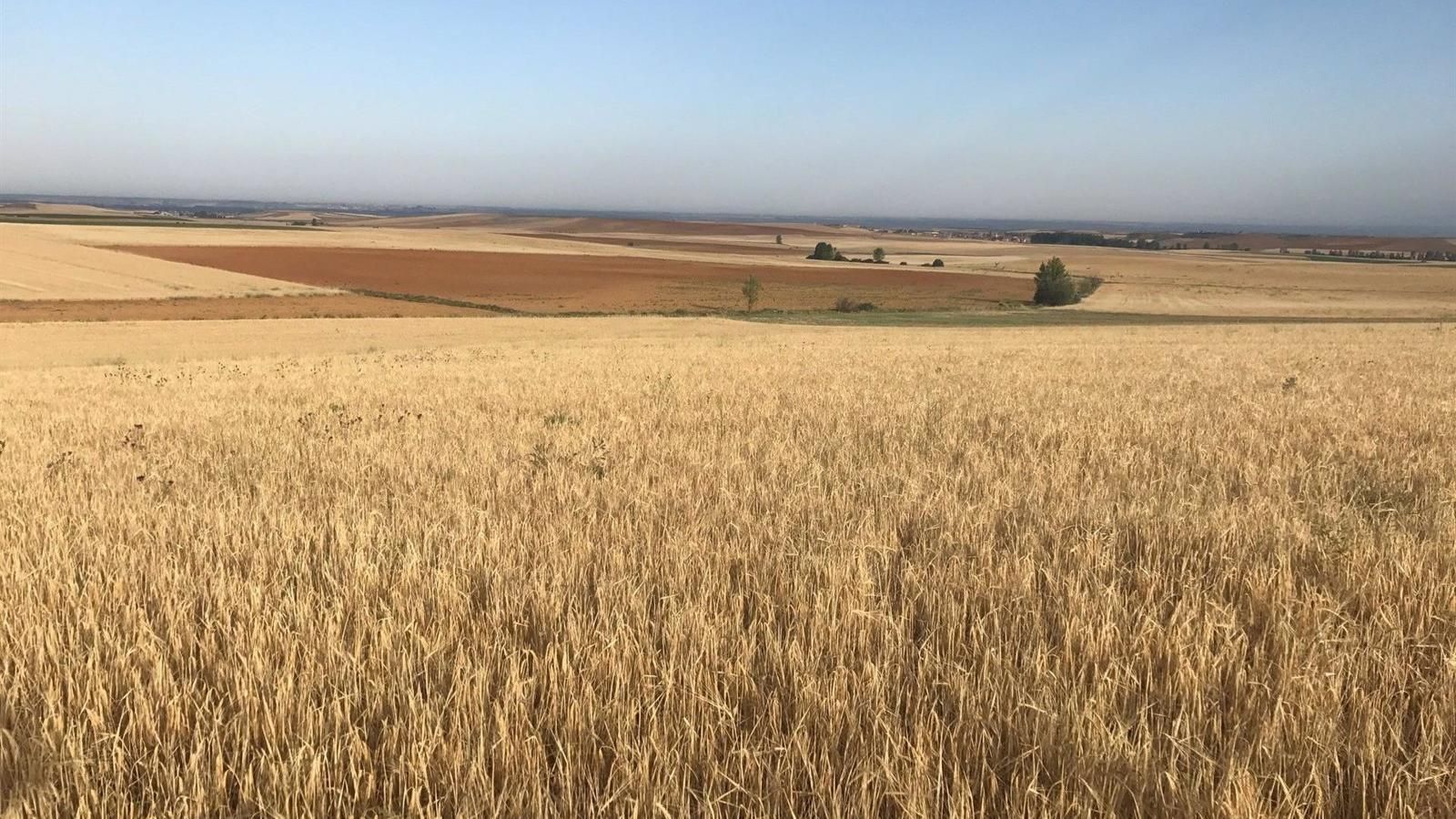 Agroseguro supera los cuatro millones en indemnizaciones abonadas a productores madrileños de cultivos herbáceos