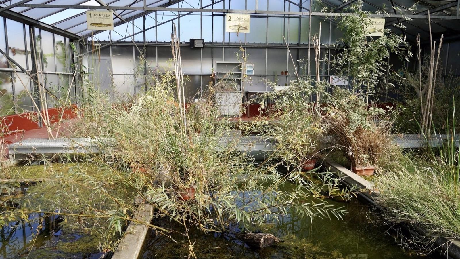 Los estanques de Viveros de la Villa preservan cuatro especies de peces protegidas hasta introducirlas en el Manzanares