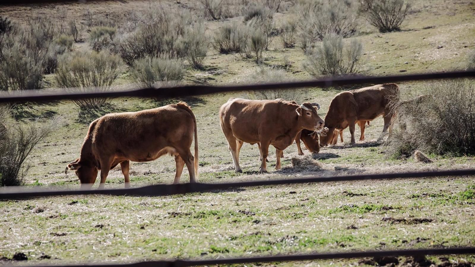 Detectadas dos vacas muertas afectadas por Enfermedad Hemorrágica Epizoótica y tres nuevos focos en la región