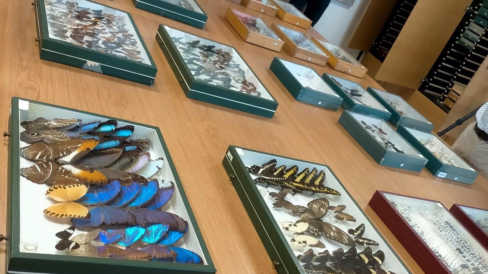 El Centro Entomológico reúne más de 22.000 ejemplares de insectos de casi un centenar de países en la Casa de Campo