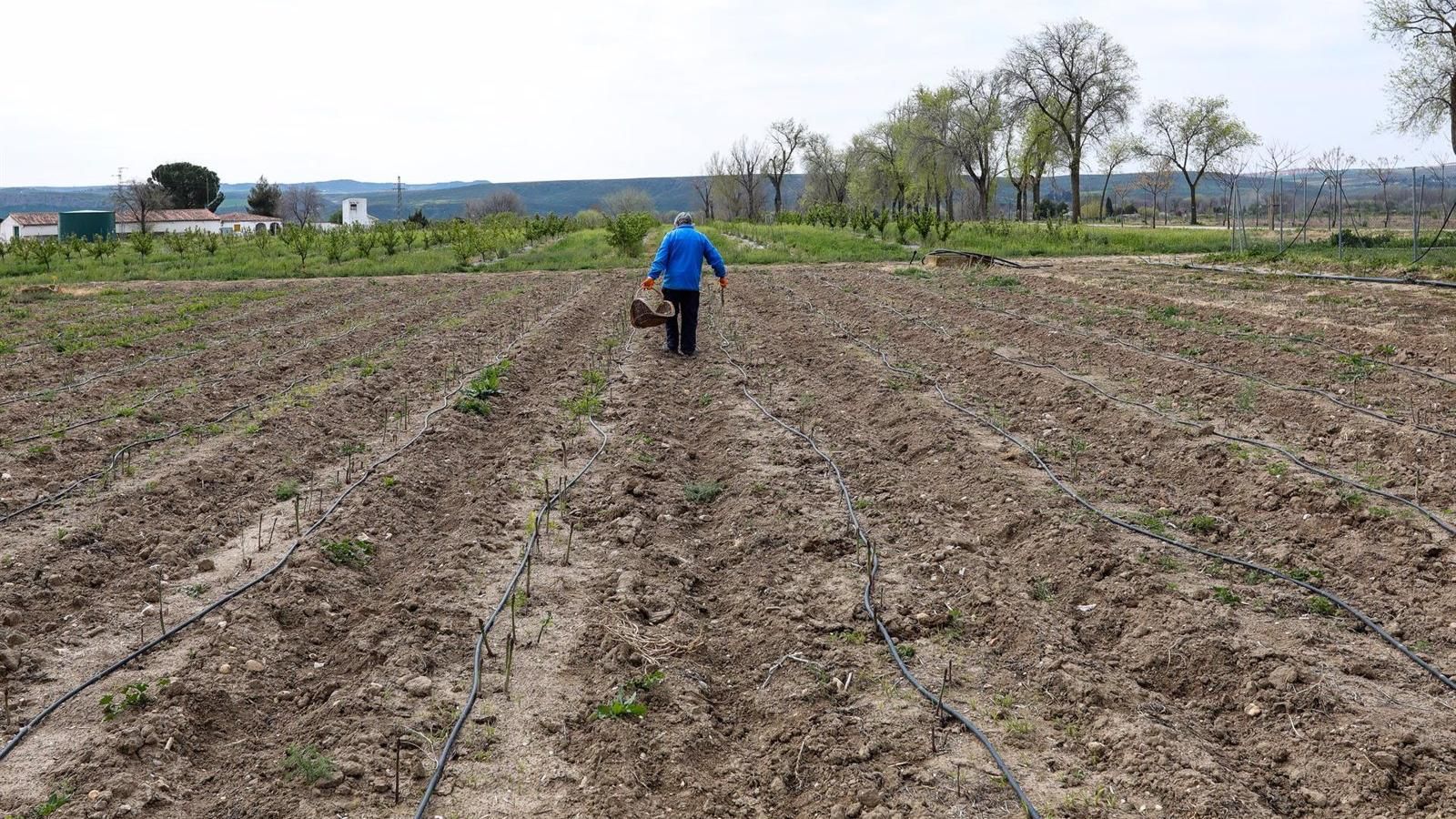 Las ayudas agropecuarias regionales por inclemencias meteorológicas o enfermedades contagiosas aumentarán un 35%