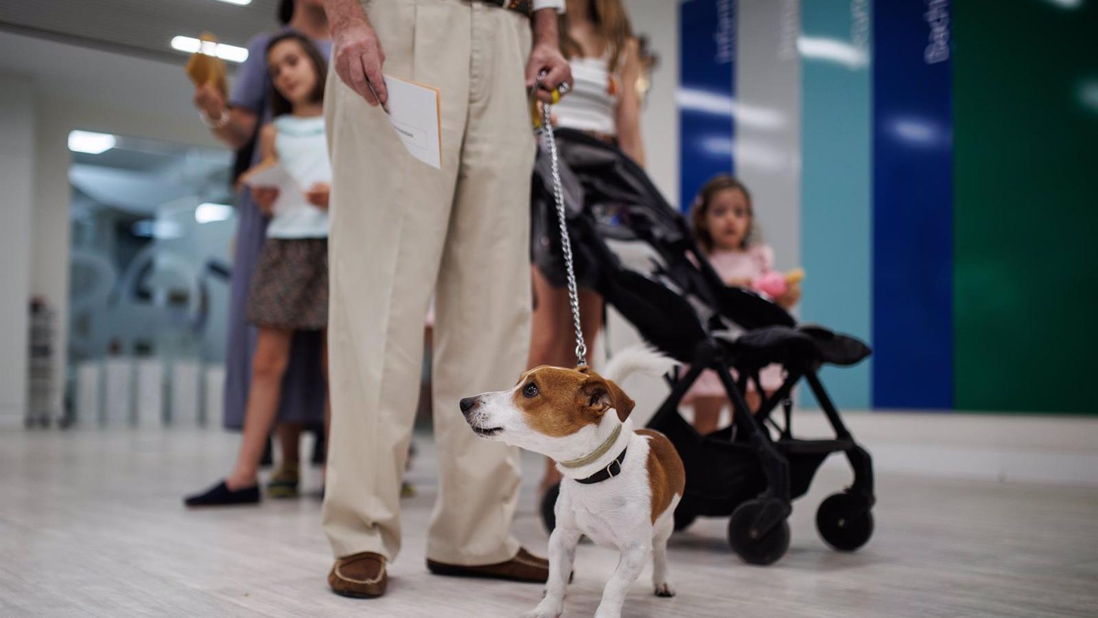 Nuevas ayudas regionales para fomentar la protección de animales de compañía en 2025