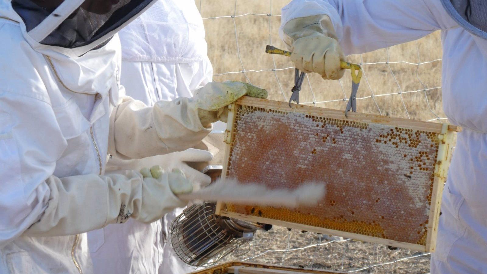 Abiertas las inscripciones para las jornadas de apicultura, que tendrán lugar en la Casa de la Juventud de Colmenar