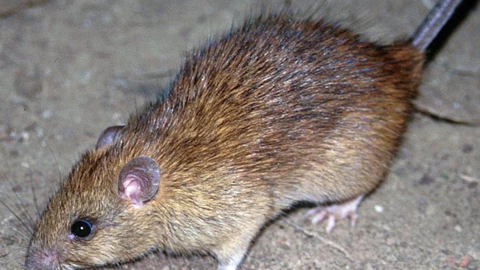El foco de rata negra en Arganzuela está "prácticamente controlado" según el Ayuntamiento