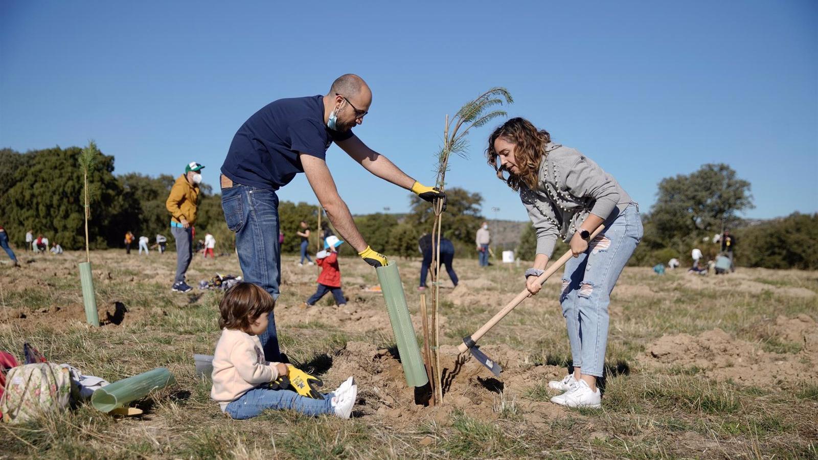 Las Rozas celebra una nueva Gran Plantación Familiar para reforestar el municipio con 3.500 ejemplares