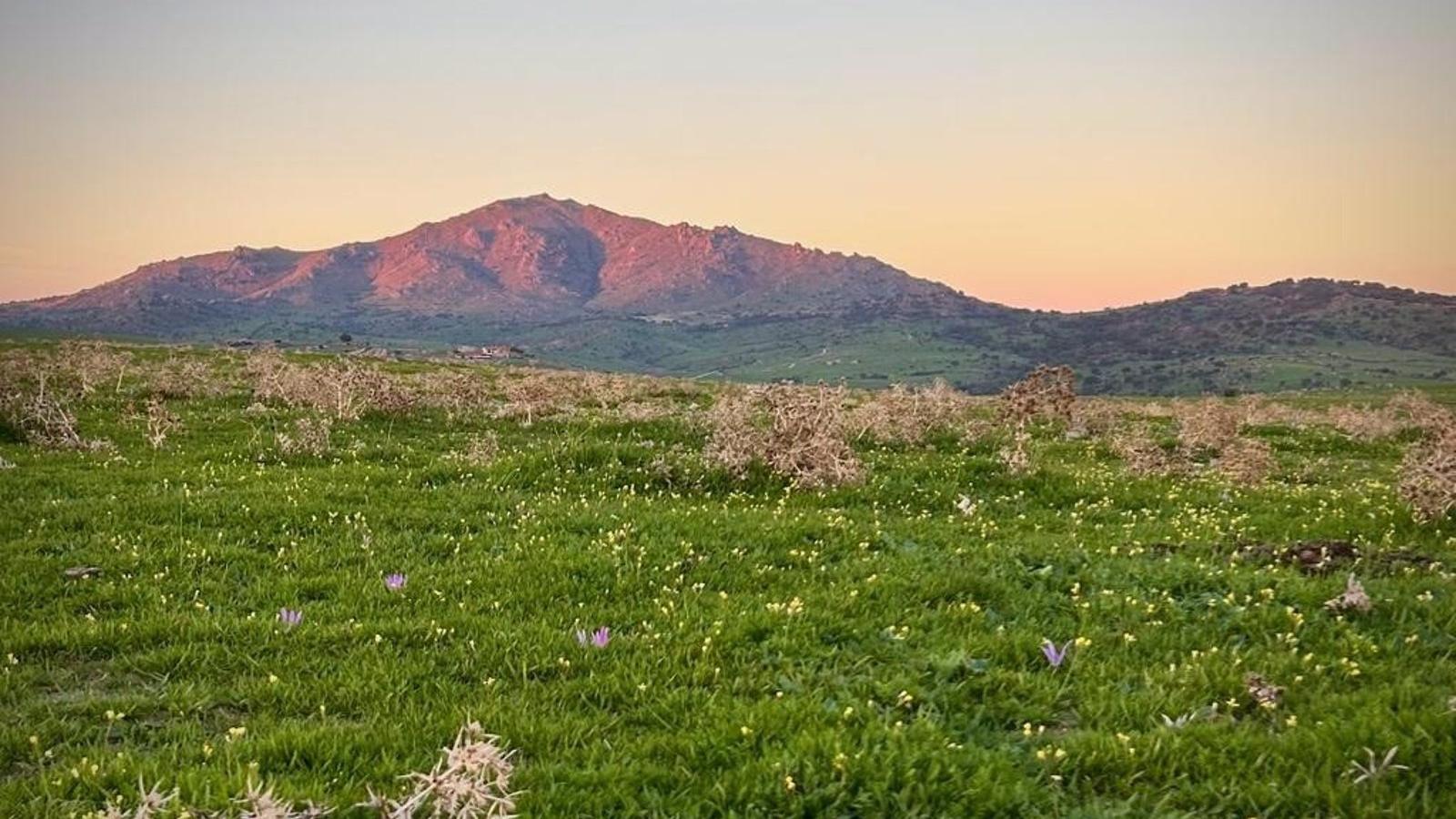 Colmenar programa una batida de control de jabalíes por motivos de bioseguridad