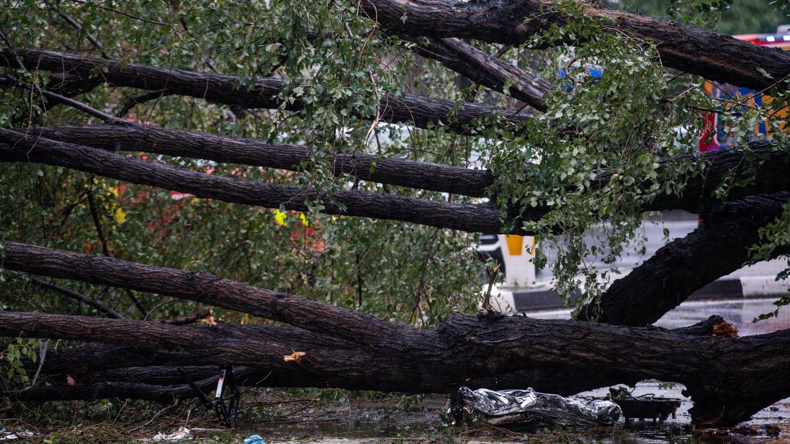 El árbol que mató una joven en Chamberí medía 20 metros y pesaba más de 2 toneladas