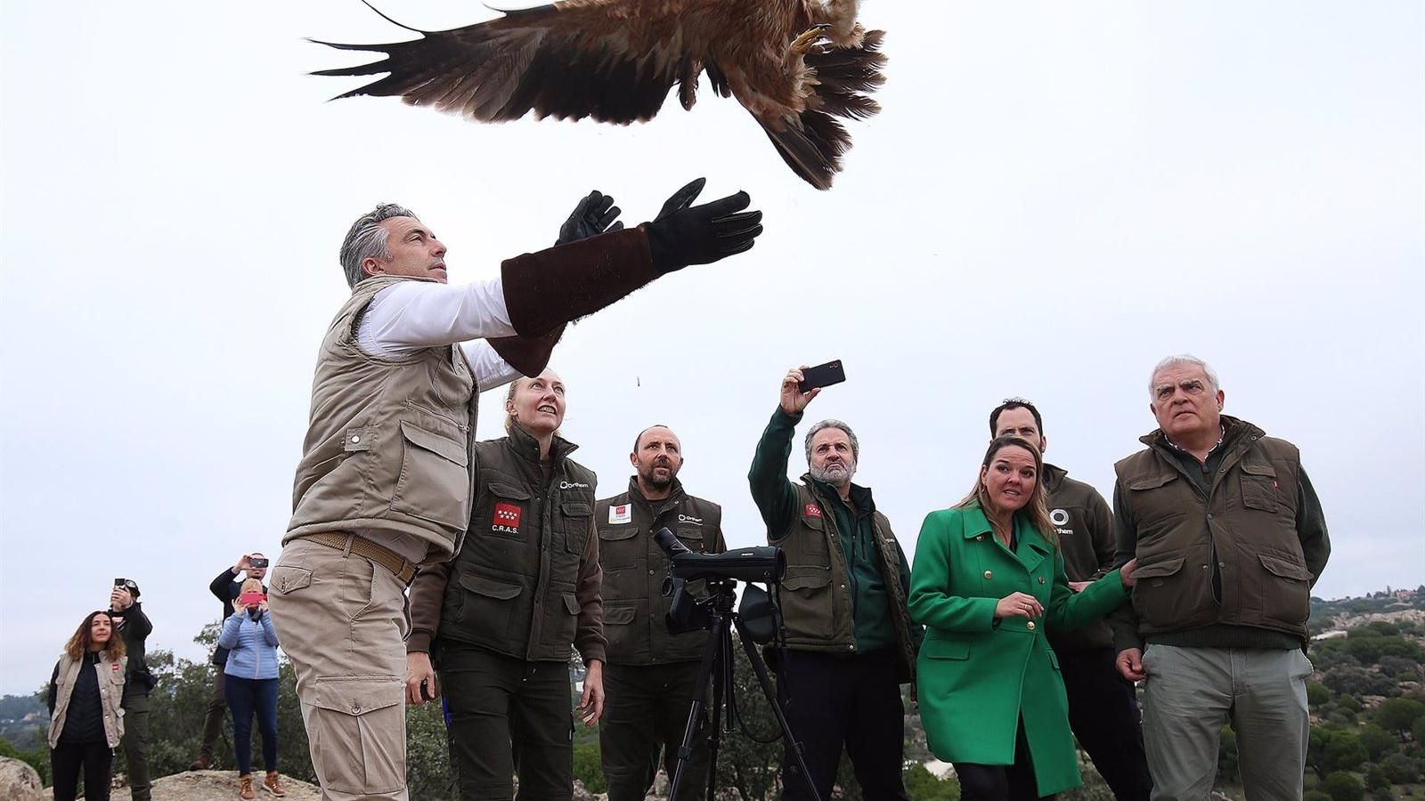 La población del águila imperial en Madrid se cuadruplica en las últimas décadas