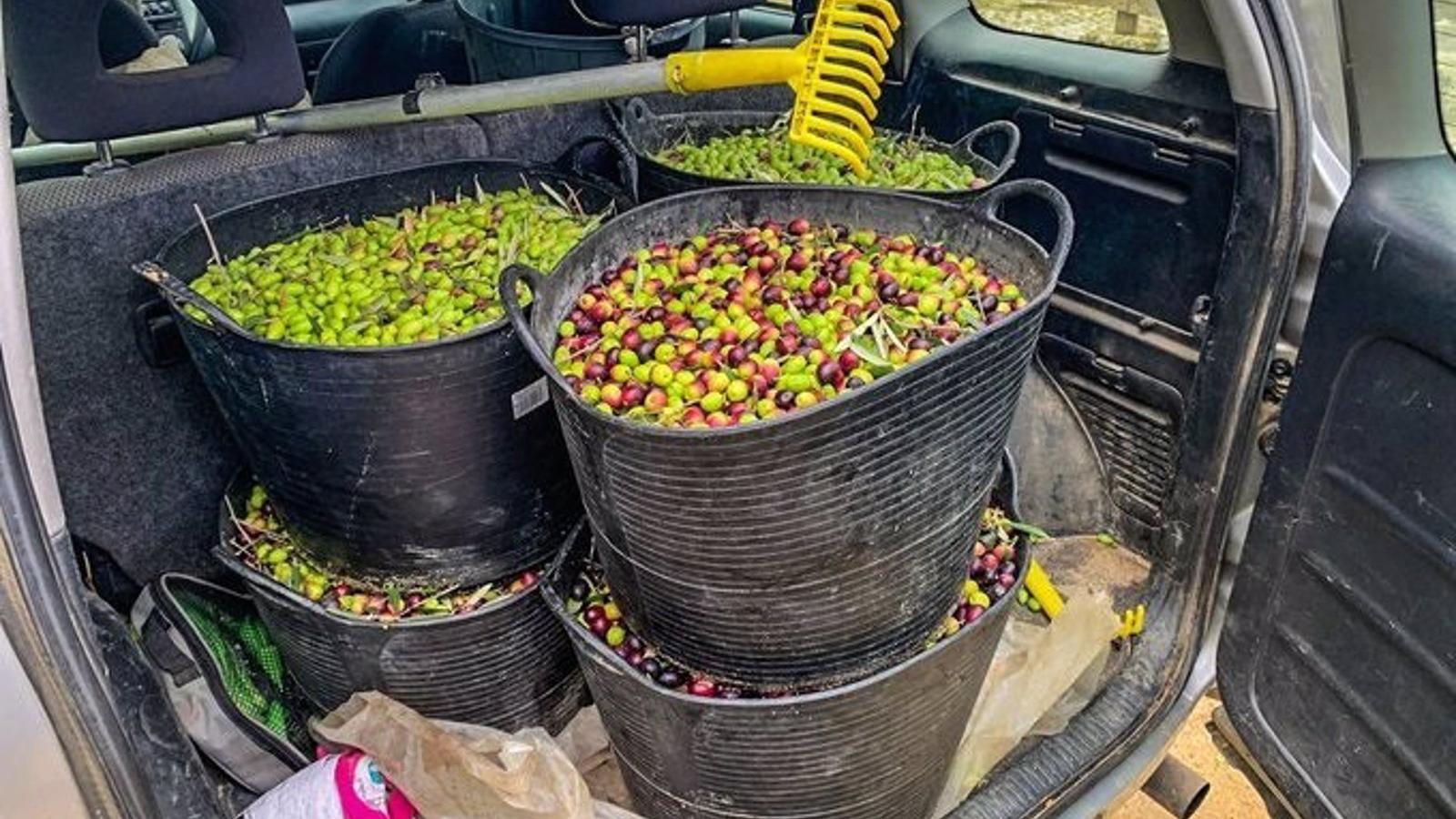 Agentes Forestales localizan una carga de aceitunas de procedencia sospechosa en Paracuellos