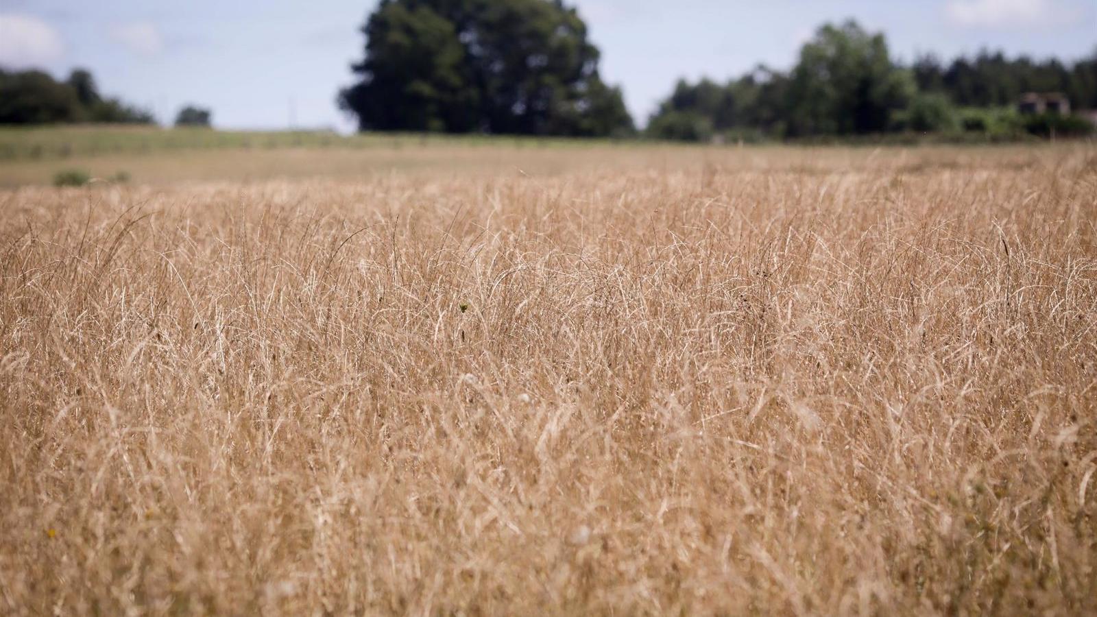 Nuevas ayudas a los agricultores y ganaderos de la región para compensar los efectos de la sequía