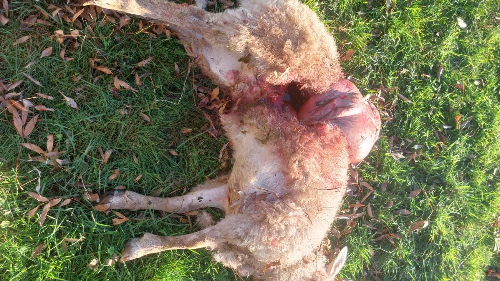 Los ganaderos madrileños alertan de que los lobos atacan cada vez más cerca