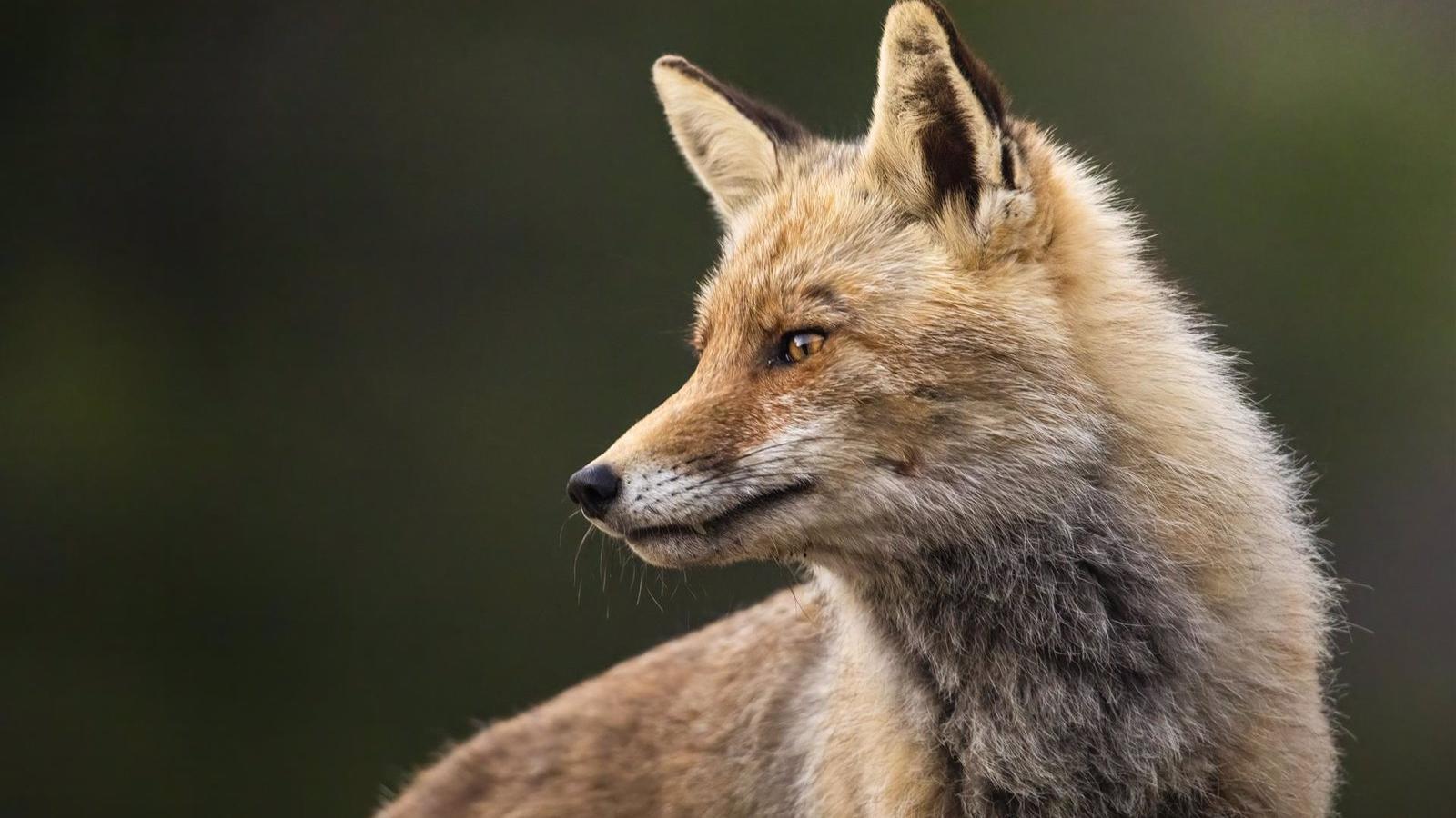 La fauna silvestre de la Sierra de Guadarrama inunda el Aula de Medio Ambiente 'Las Vaquerizas' de Tres Cantos