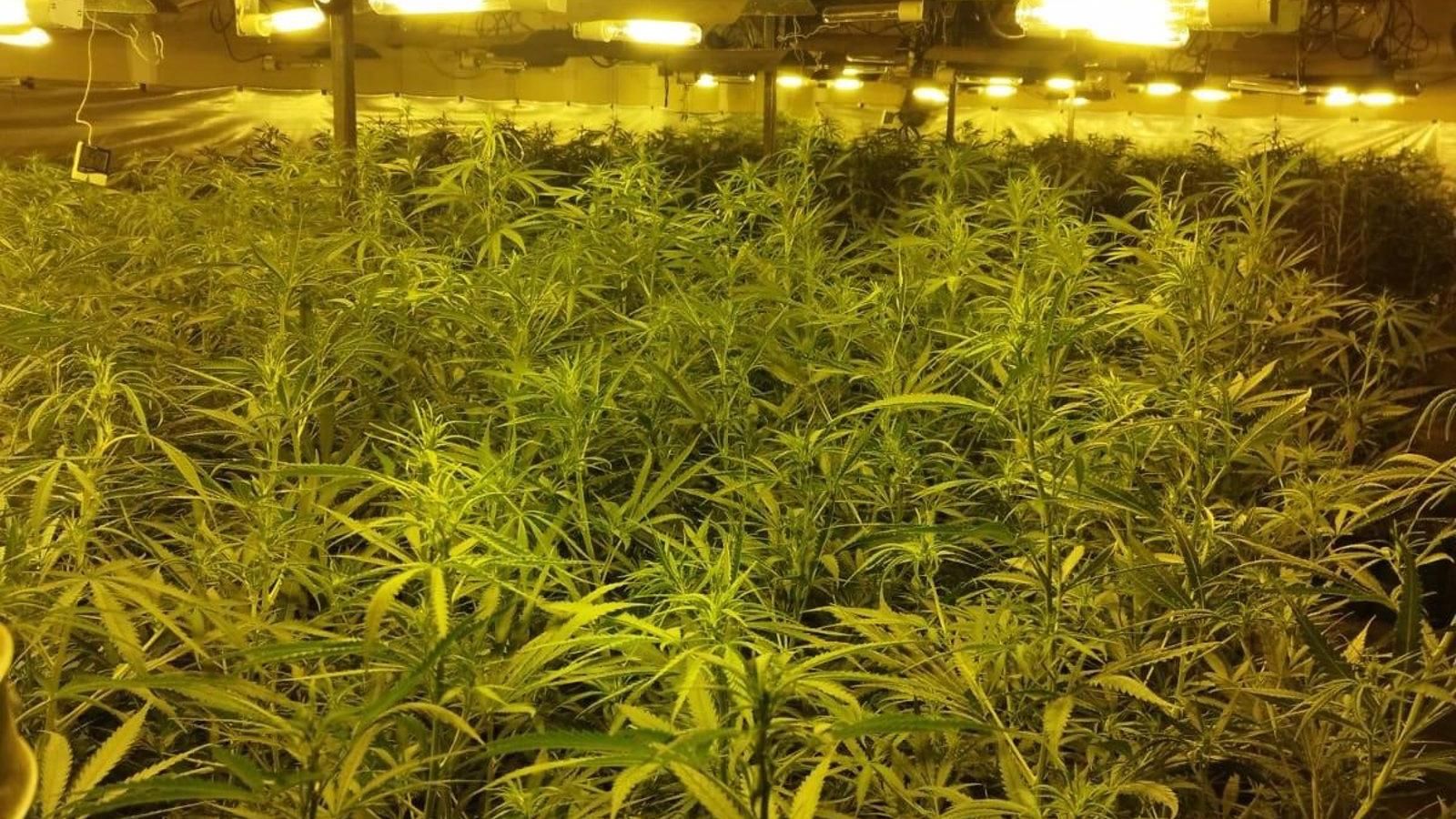 La policía acude a un piso de Aluche por un caso de violencia machista y descubren cerca de 300 plantas de marihuana