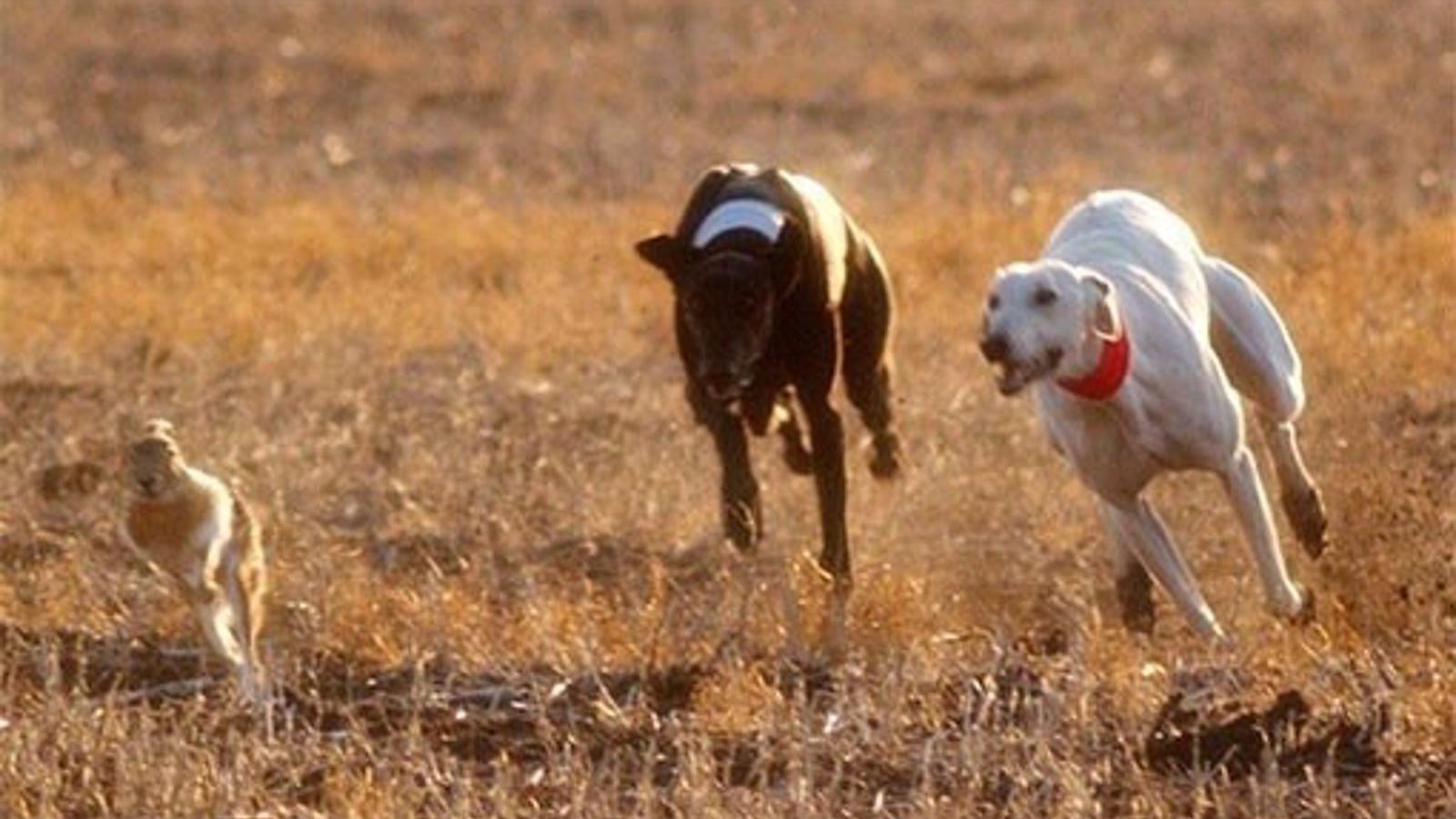 Siete investigados por caza furtiva con galgos en Paracuellos y Algete