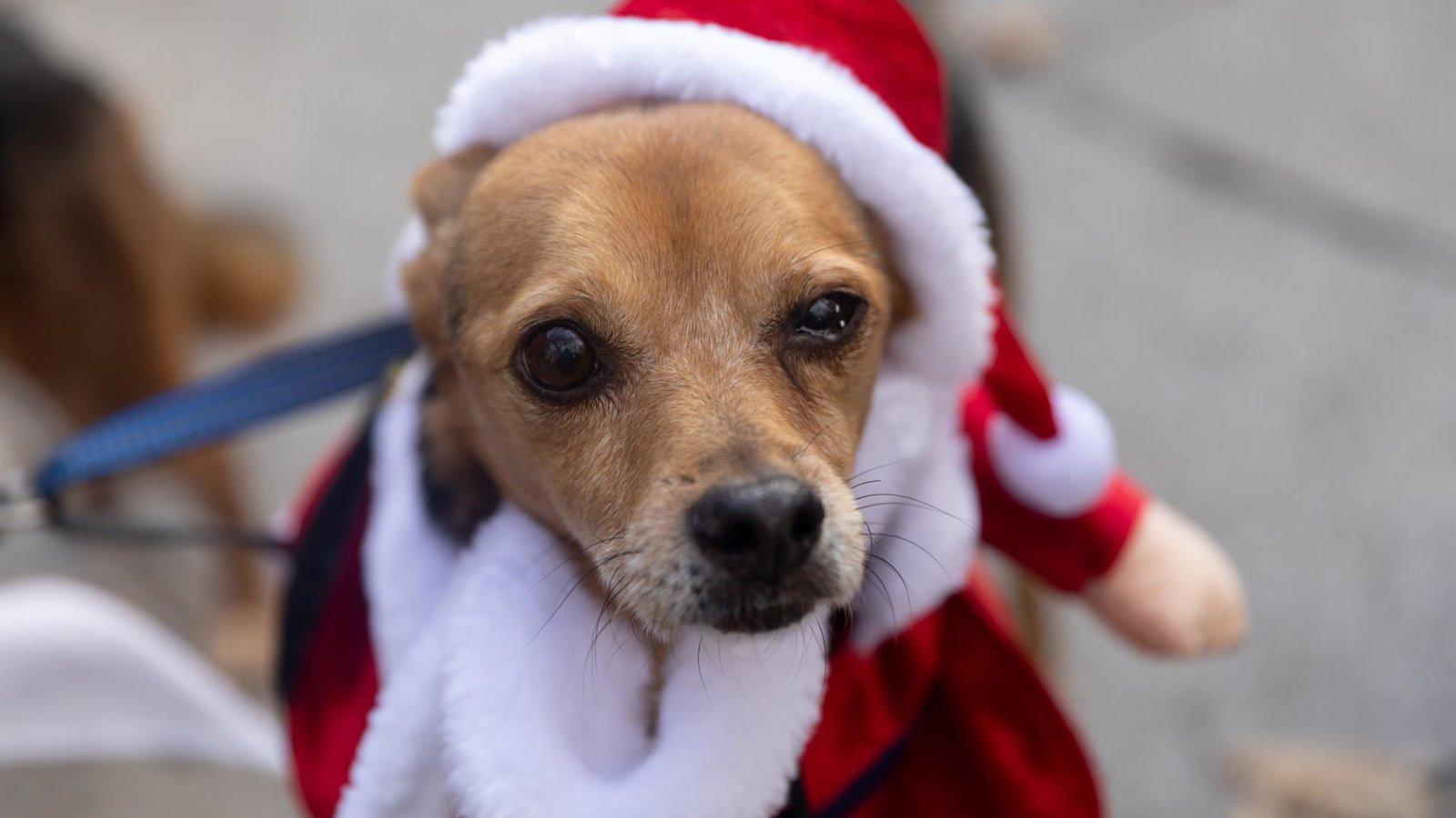 La Comunidad anima a los madrileños a adoptar mascotas de manera responsable esta Navidad