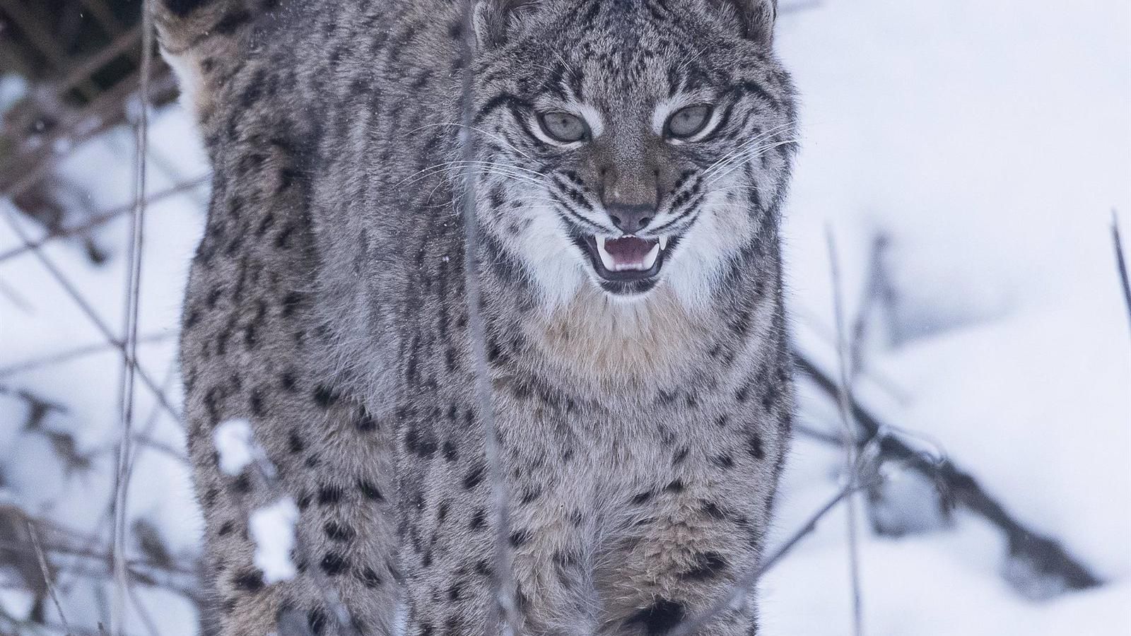 La Comunidad de Madrid solicitará la reintroducción del lince ibérico en la región