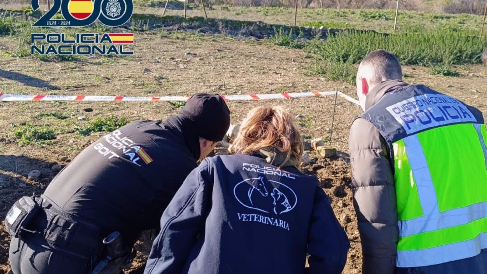  La Policía desarticula una banda dedicada a la cría y venta ilegal de cachorros