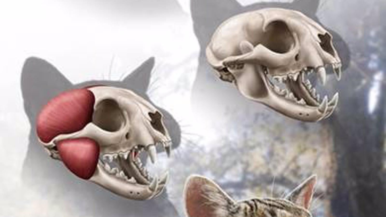 Descubren un nuevo felino que habitó en Madrid hace más de 15 millones de años