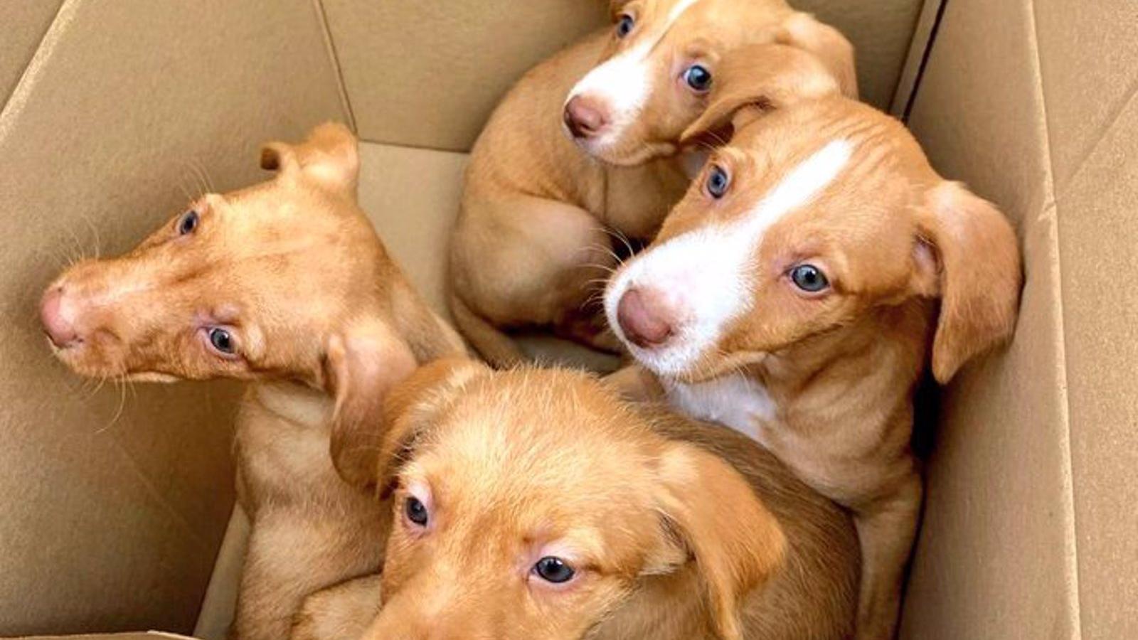  La Policía de Alcalá rescata cuatro cachorros abandonados en una caja junto a unos contenedores de basura