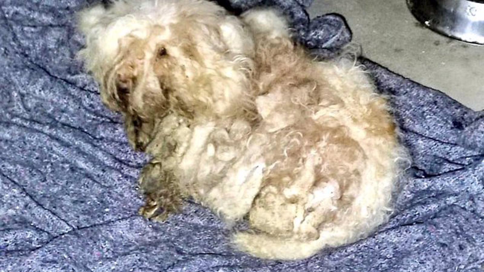 Buscan al dueño de los perros abandonados en San Martín de la Vega