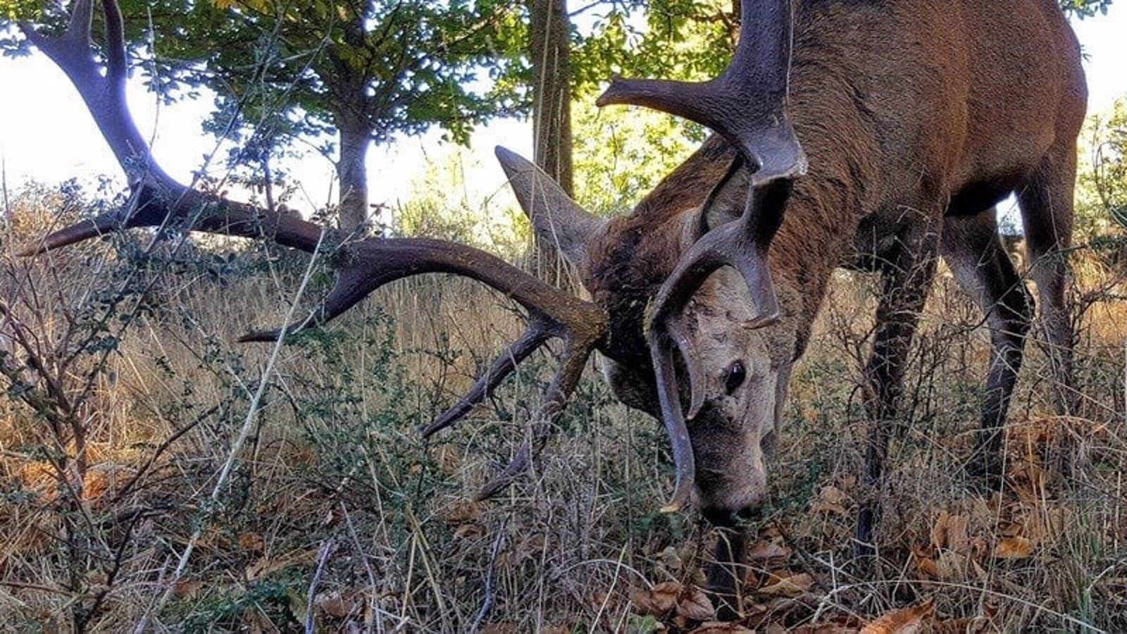  Investigan la presencia de cabezas de ciervo decapitadas en una finca de Soto de Viñuelas